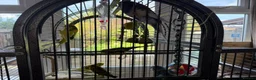 Budgerigars birds for sale: Budgies  - Advert 2