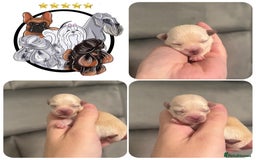 Mixed Breed dogs for sale: OUTSTANDING TINY GIRL MALCHIS - Image 1