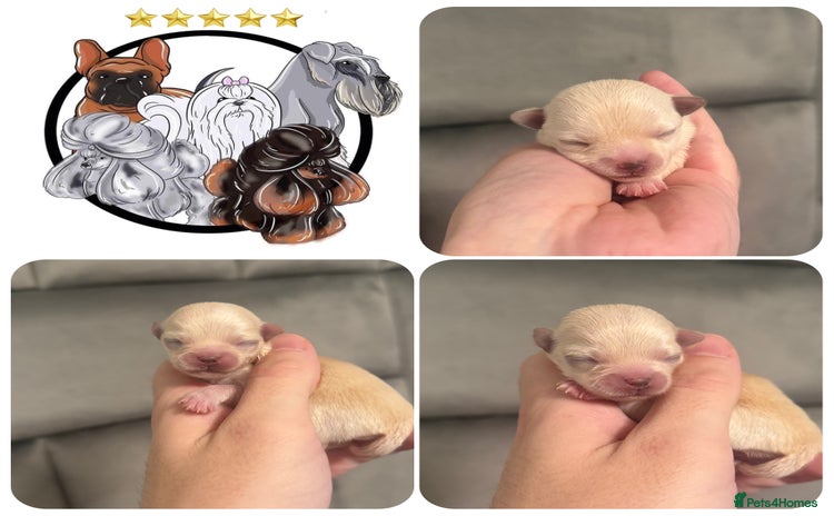 Mixed Breed dogs - Advert 11