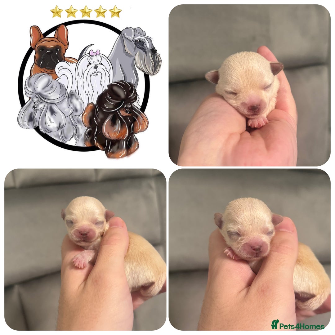 Mixed Breed dogs for sale: OUTSTANDING TINY GIRL MALCHIS - Image 1