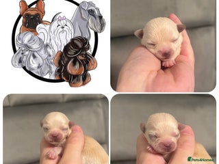 Mixed Breed dogs - Advert 10