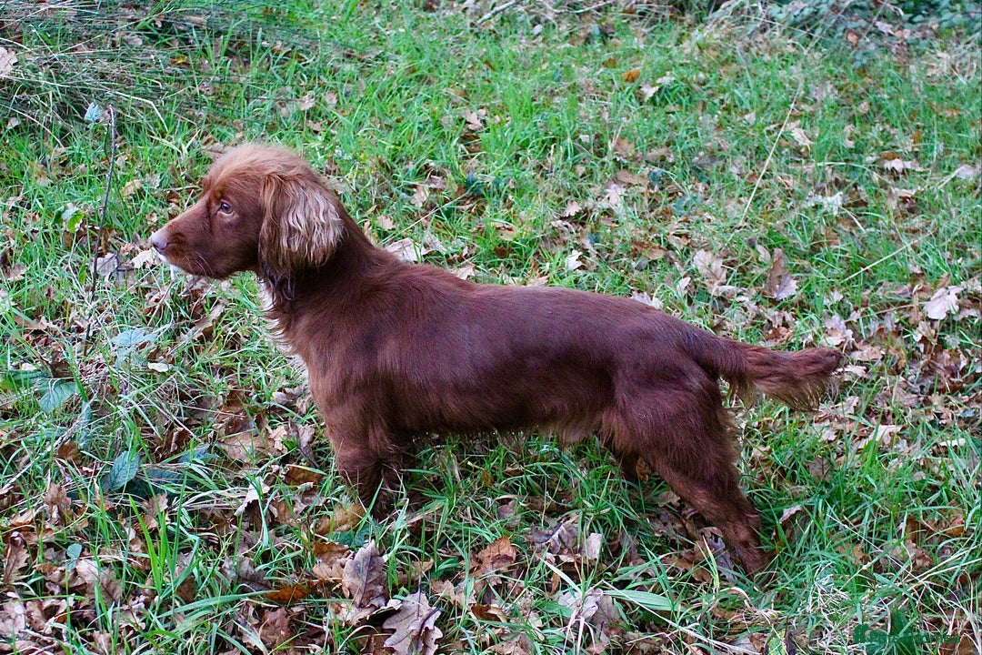 Labrador Retriever dogs for sale: 3 VERY DARK RED W/COCKER SPANIEL BOYS AVAILABLE  - Image 12