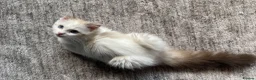 Ragdoll cats for sale: 1 Girl Left!!TICA Registered Ragdolls available - Advert 8