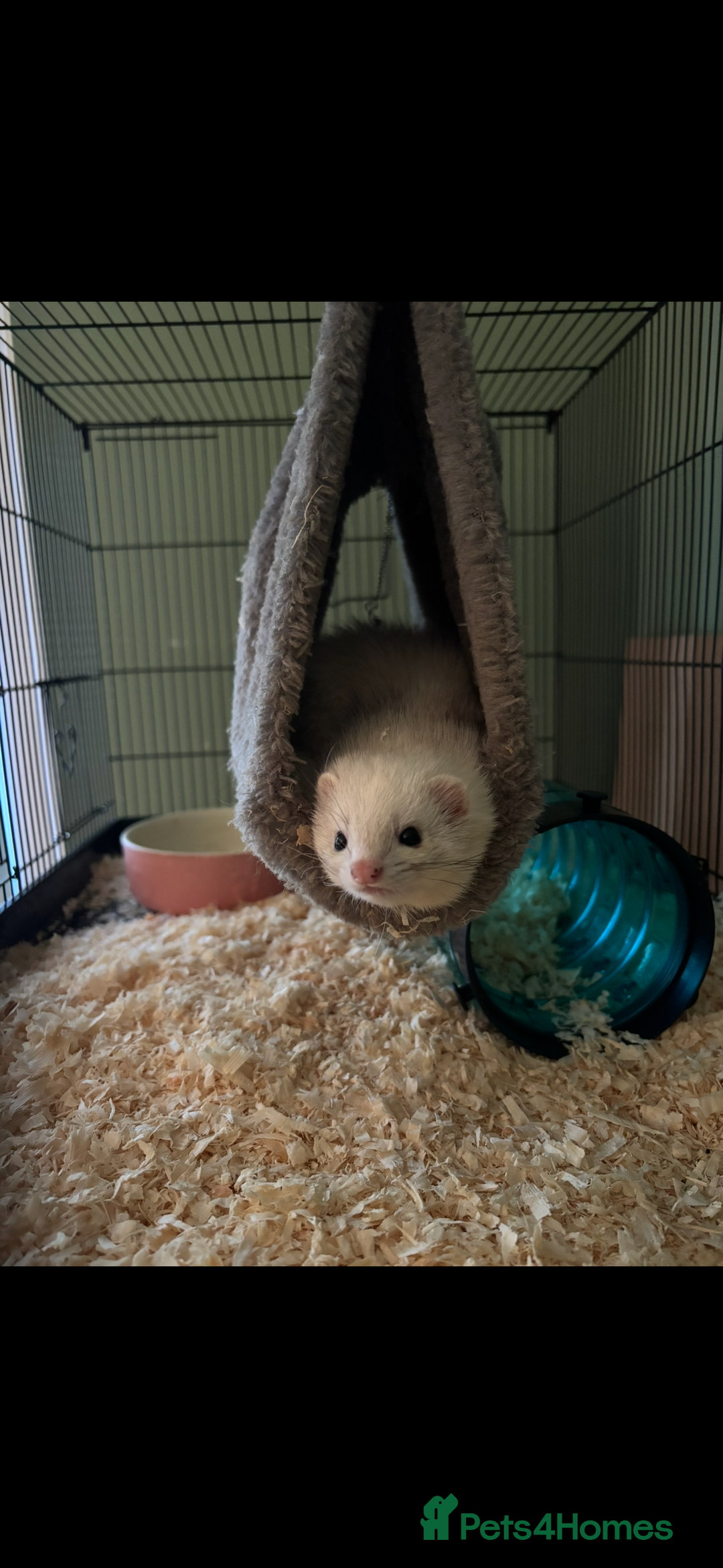 Ferret rodents for sale: 2 male micro ferrets - entire - Advert 5