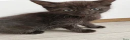 Mixed Breed cats for sale: Kittens - Advert 8