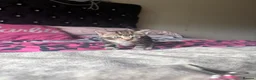 Domestic Shorthair cats for sale: 6 Curious Loving Domestic Shorthair Kittens - Advert 14