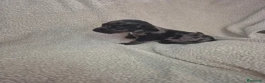 Female