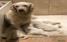 Golden Retriever dogs for sale: Home bred Chunky cream Goldie pups - Image 32