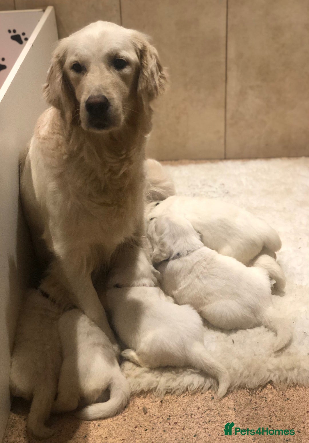 Golden Retriever dogs for sale: Home bred Chunky cream Goldie pups - Image 32