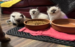 Ragdoll cats for sale: Pure Fluffy Ragdoll kittens - Image 17