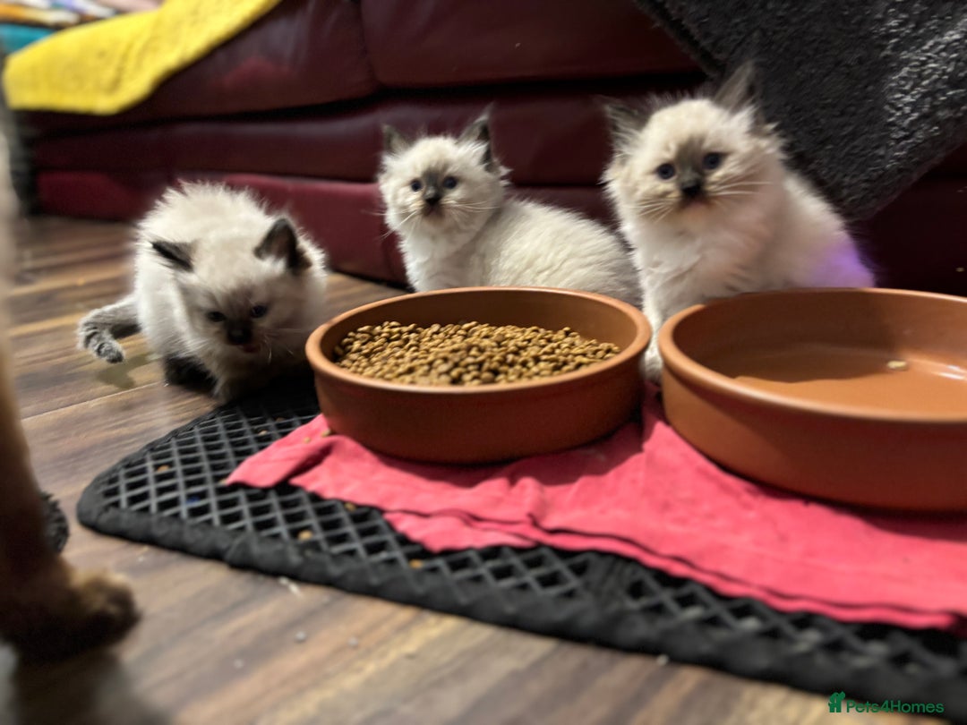 Ragdoll cats for sale: Pure Fluffy Ragdoll kittens - Image 17
