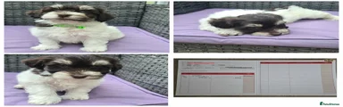 Havanese 5