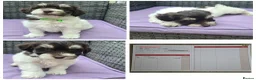Havanese dogs for sale: 9 Purebred Havanese puppies,7 weeks look.new home - Advert 8