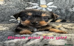 Jack Russell dogs for sale: Stunning Jack Russell pups - Image 8