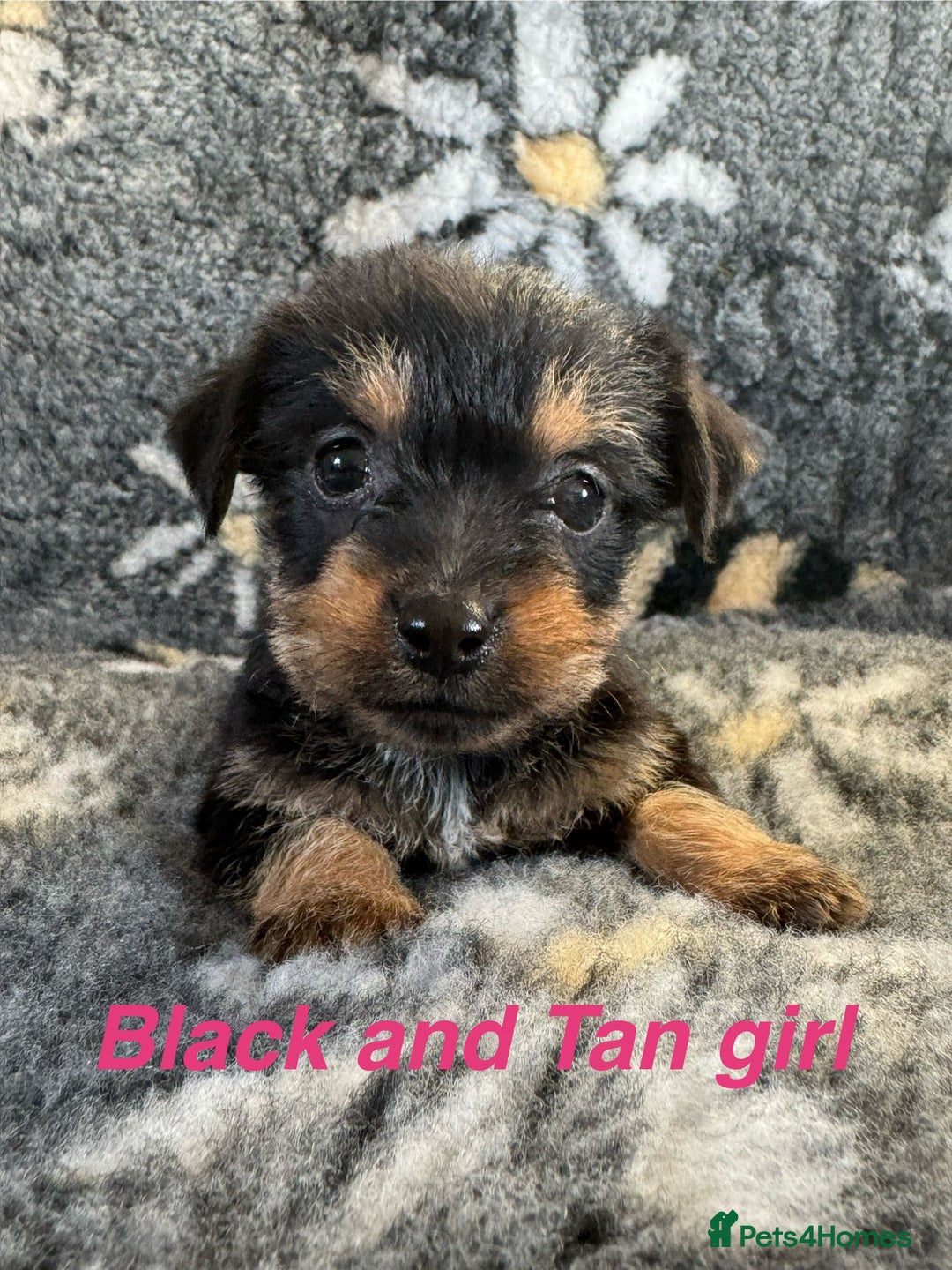 Jack Russell dogs for sale: Stunning Jack Russell pups - Image 8