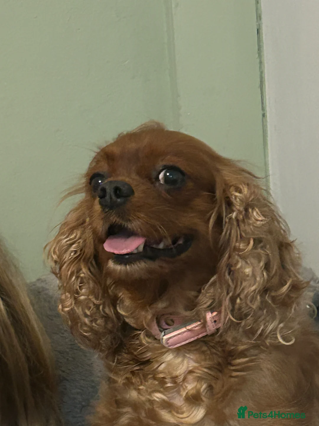 Cavapoo dogs for sale: Cavapoo puppy  - Advert 2