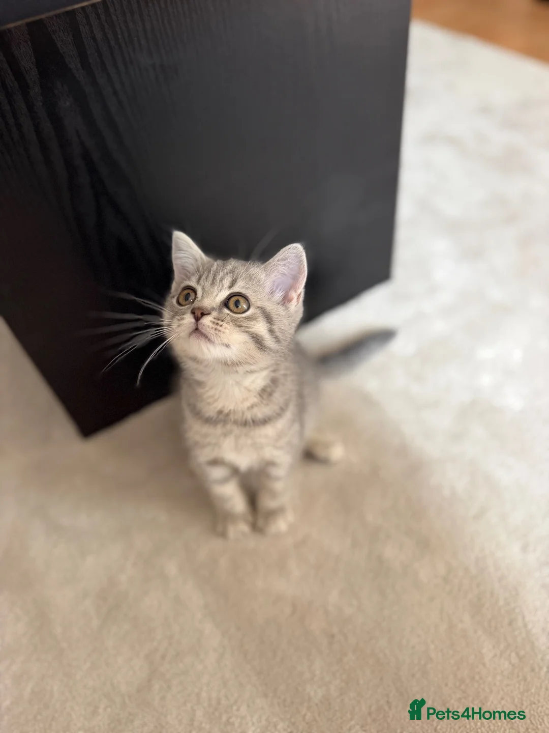 British Shorthair cats for sale: Two Beautiful Scottish Boy Kittens 💙 in Wellingborough - Advert 14