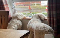 Standard Poodle dogs for sale: Standard Poodle x St Berdoodle  - Image 40