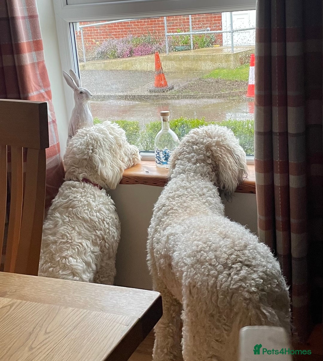 Standard Poodle dogs for sale: Standard Poodle x St Berdoodle  - Image 40