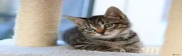 Mixed Breed cats for sale: Tabby Kittens Ready SOON - Advert 16
