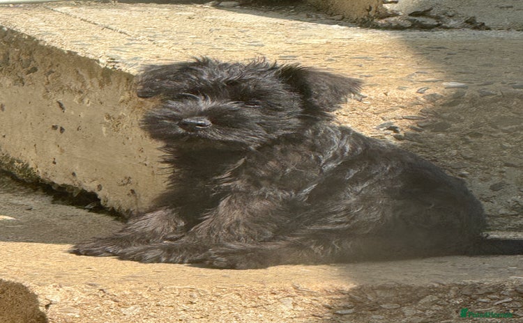Miniature Schnauzer dogs - Advert 1