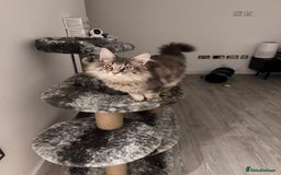 Maine Coon cats for sale: XL Russian Cubs 🇷🇺 ❤️ - Advert 22