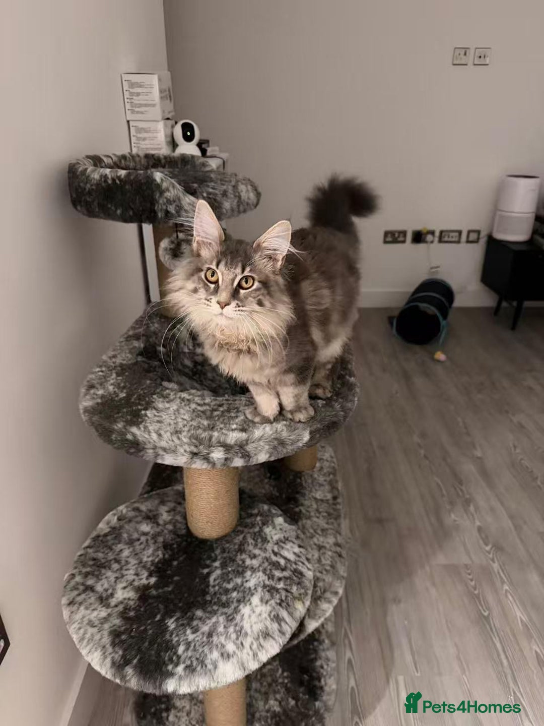 Maine Coon cats for sale: XL Russian Cubs 🇷🇺 ❤️ - Advert 22