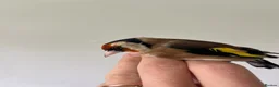 Finches birds for sale: Selling Goldfinches males and females  - Advert 2
