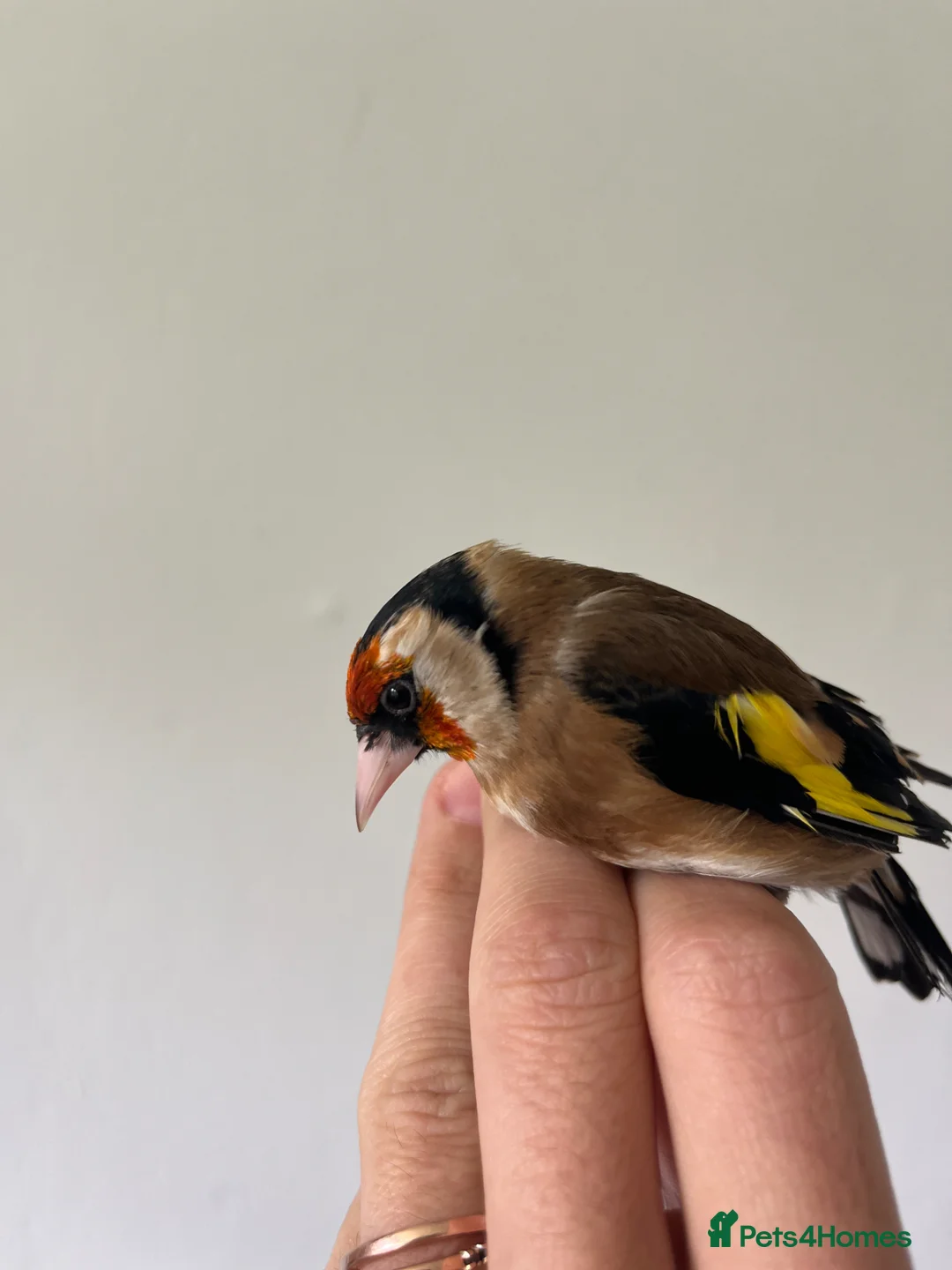 Finches birds for sale: Selling Goldfinches males and females  - Advert 2