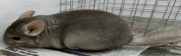 Chinchilla rodents for sale: Bertie, beautiful Beige boy - Advert 3