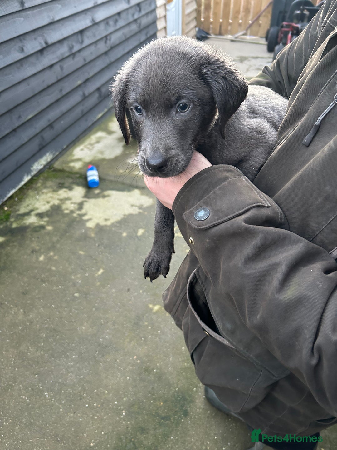 Labrador Retriever dogs for sale: Labrador puppies  - Advert 8