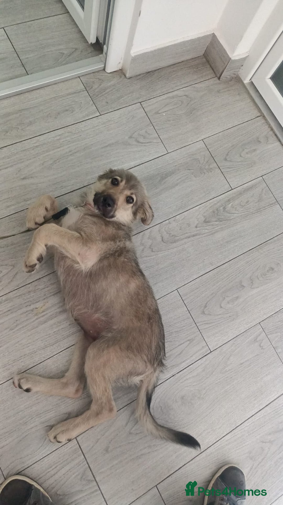 Mixed Breed dogs for adoption: SISSY, a Beautiful Young Girl - for a Loving Home - Image 24