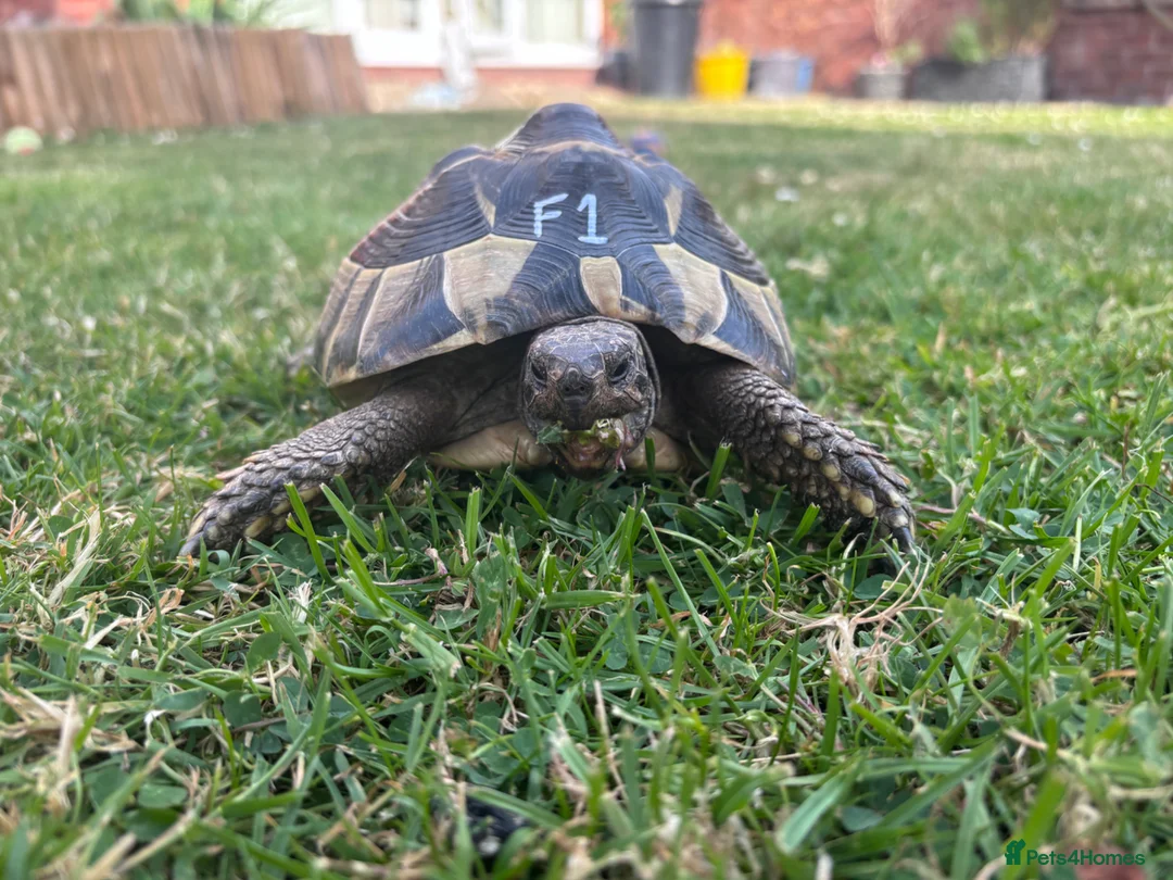 Hermann Tortoise reptiles for sale: Various Ages of Hermann Tortoises in Bridgwater - Advert 2