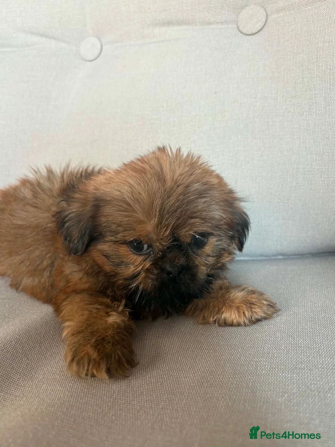 Shih Tzu dogs for sale: Fluffy Shih Zoo  - Advert 8