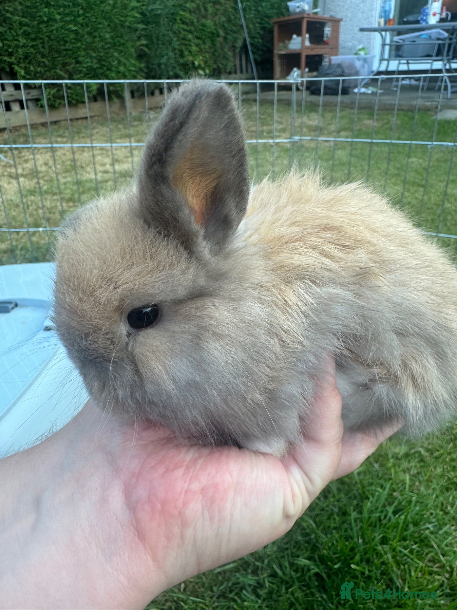 Mini Lop rabbits Beautiful mini lop rabbits  - Advert 1