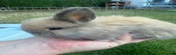 Mini Lop rabbits for sale: Beautiful mini lop rabbits  - Advert 1