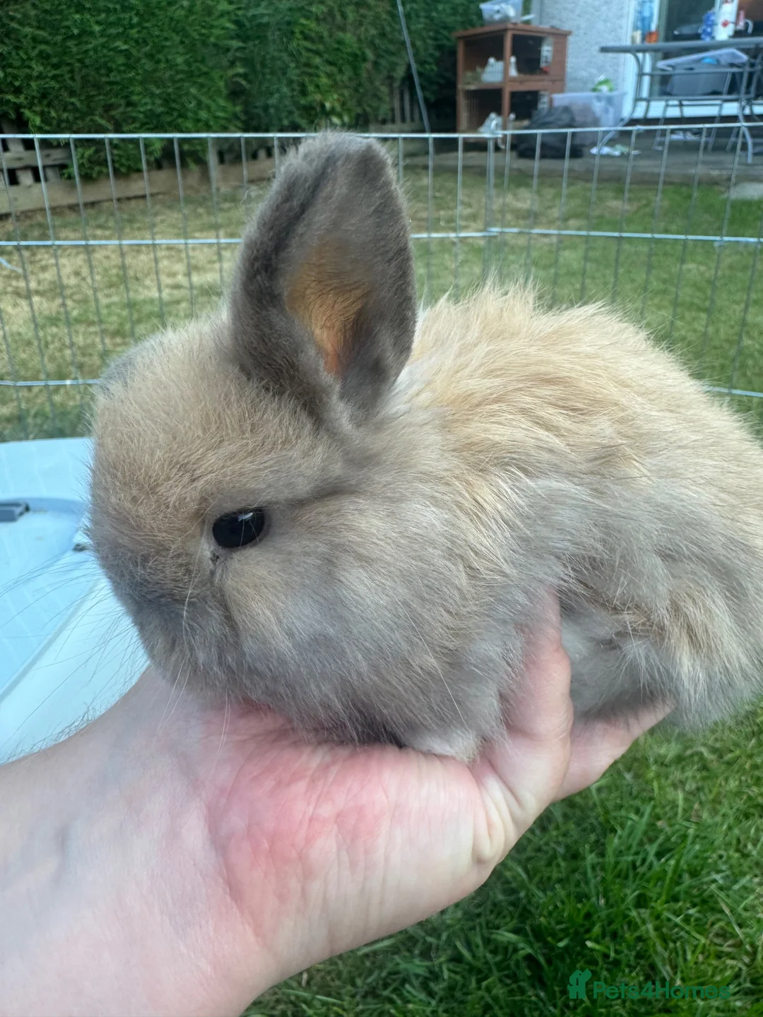 Mini Lop rabbits for sale: Beautiful mini lop rabbits  - Advert 1