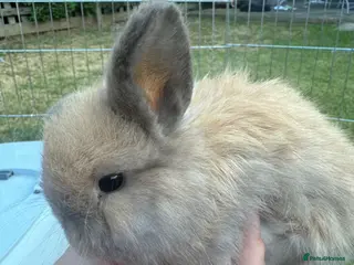 Mini Lop rabbits Beautiful mini lop rabbits - Advert 1