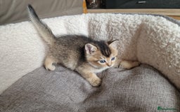 Scottish Fold cats for sale: Beautiful Scottish fold kittens - Image 14
