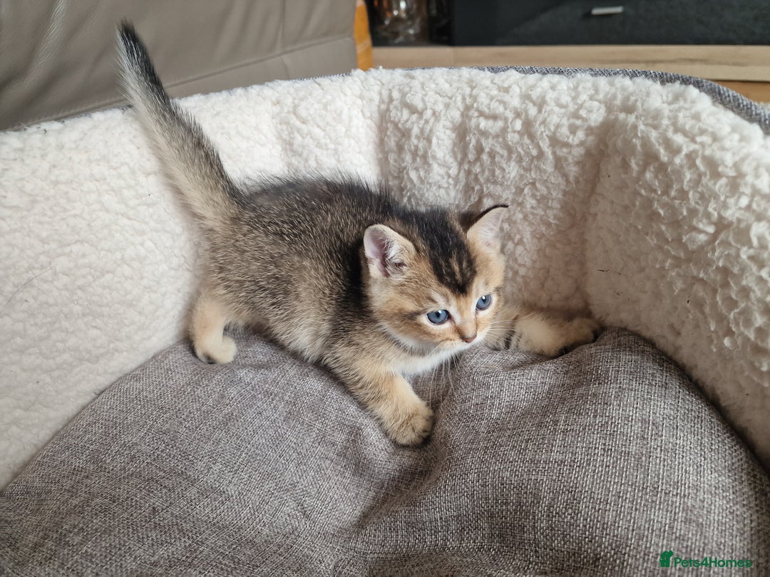 Scottish Fold cats for sale: Beautiful Scottish fold kittens - Image 14