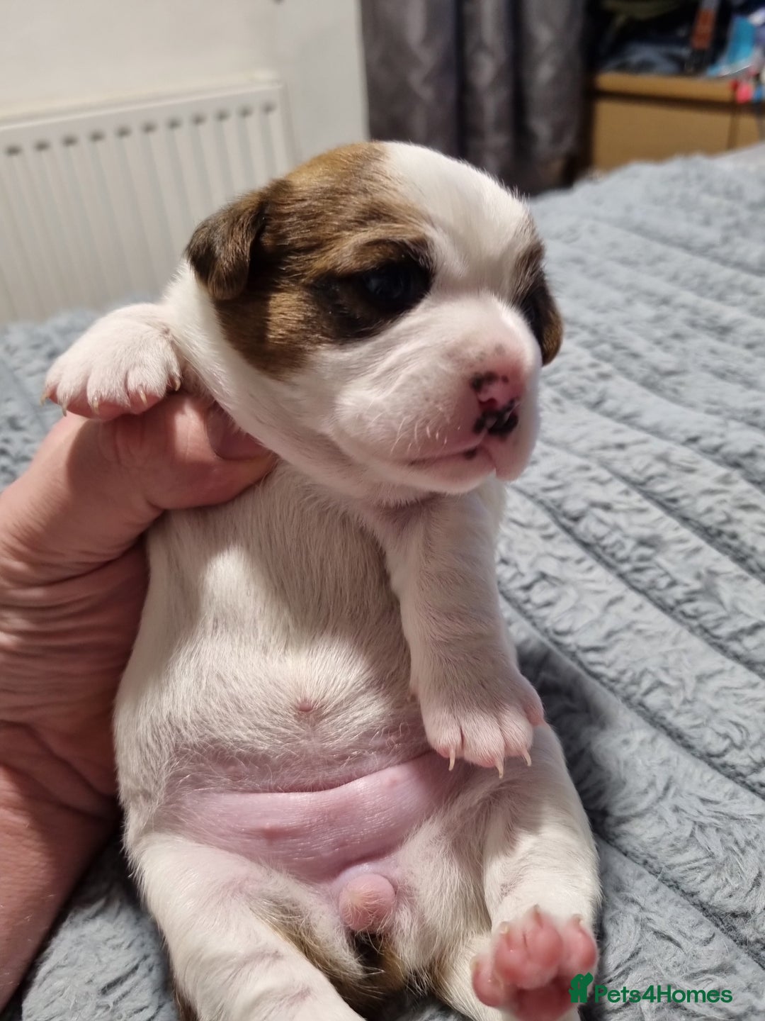 Jack Russell dogs for sale: Jack Russell X Shih Tzu Puppies - Advert 24