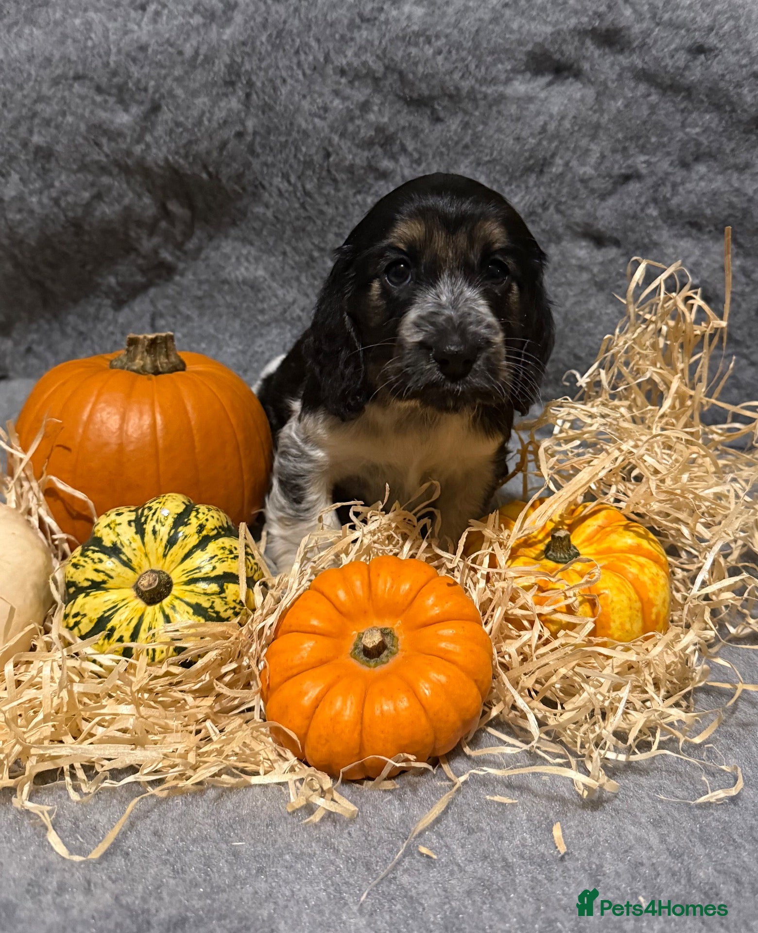 Cocker Spaniel dogs Show Cocker Spaniel puppies  - Advert 1