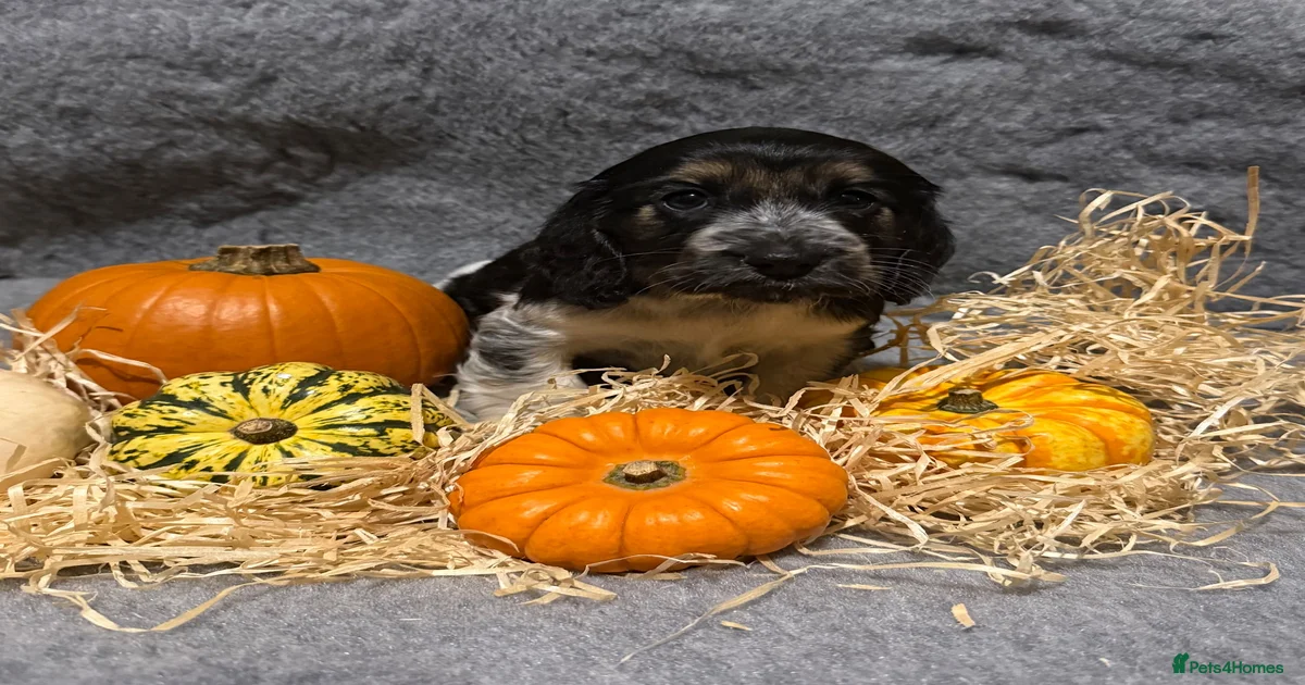 Cocker spaniels Puppies for sale | Pets4Homes