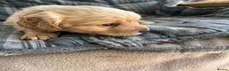 Cockapoo dogs for sale: Cockapoos in Bodmin - Advert 9