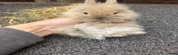 Mixed Breed rabbits for sale: Baby bunnies  - Advert 23