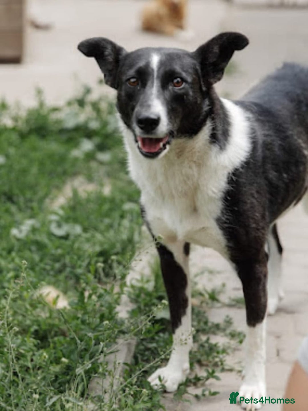 Mixed Breed dogs for adoption: 💖🐶 ZORIA 🐶💖 - Advert 3