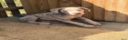 Cane Corso dogs for sale: Male cane corso puppy for sale - Advert 6