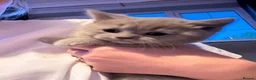 British Shorthair cats for sale: 2 beautiful British shorthair females, READY NOW - Advert 4