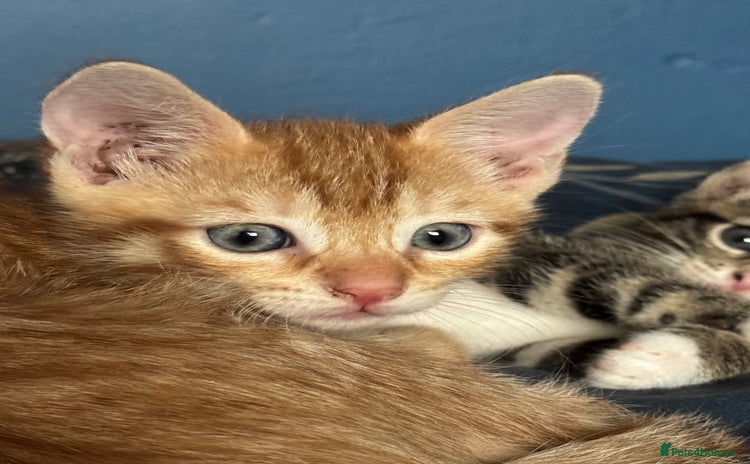 Mixed Breed cats - Advert 3