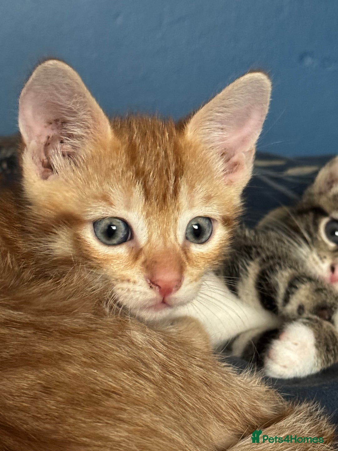 Mixed Breed cats for sale: Beautiful kittens - Image 1